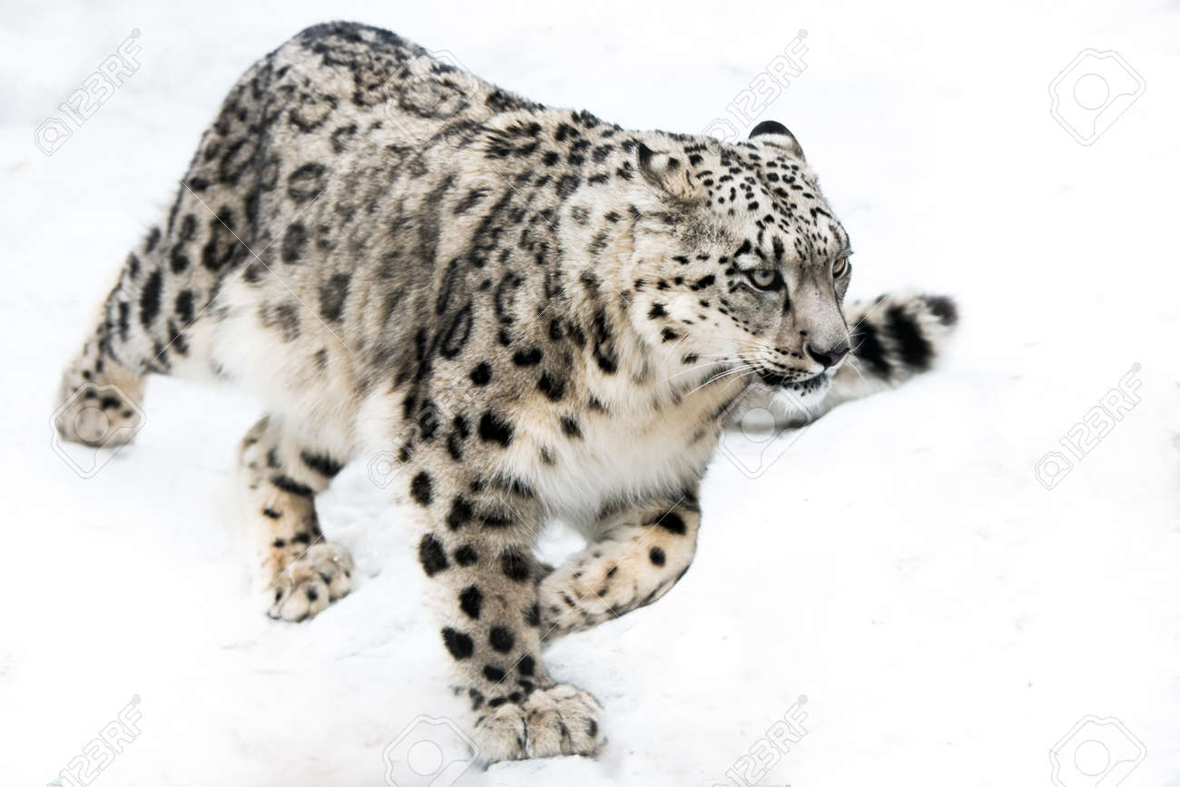 white leopard 'free run
