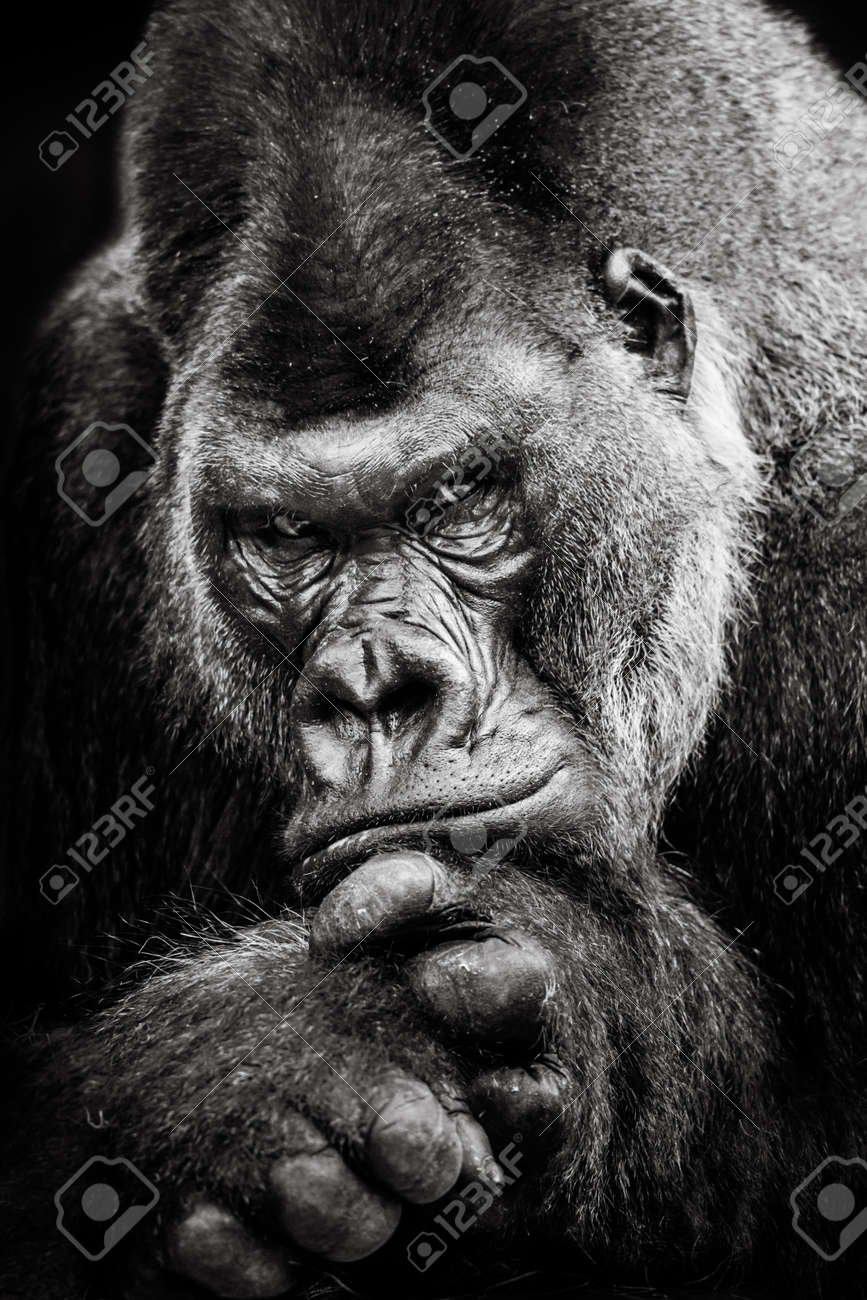 Frontal Portrait Of Western Lowland Gorilla Stock Photo Picture And Royalty Free Image Image