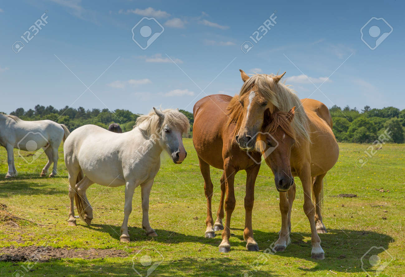 Mere Et Bebe Poney Calin Banque D Images Et Photos Libres De Droits Image 21432221