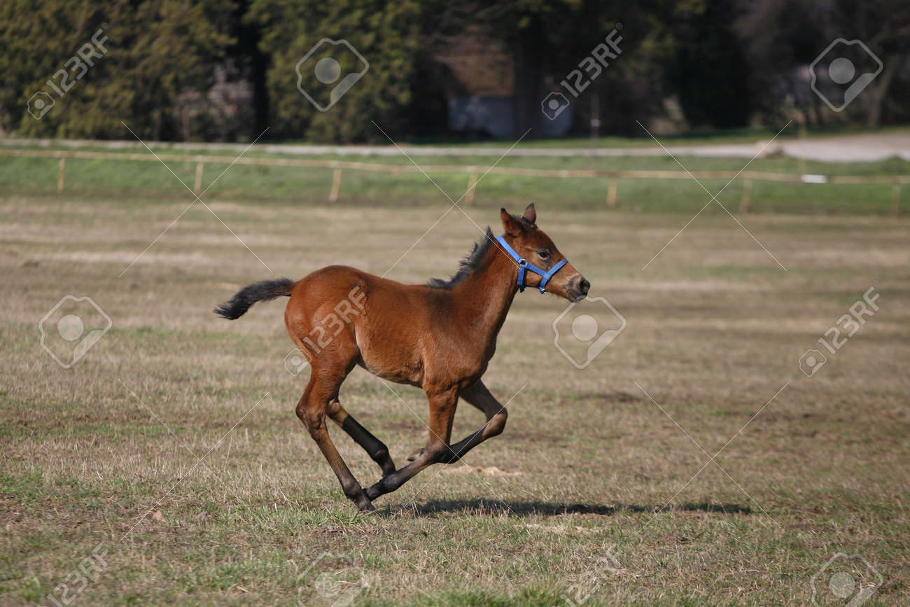 自然の中だけで実行しているサラブレッドの子馬 の写真素材 画像素材 Image