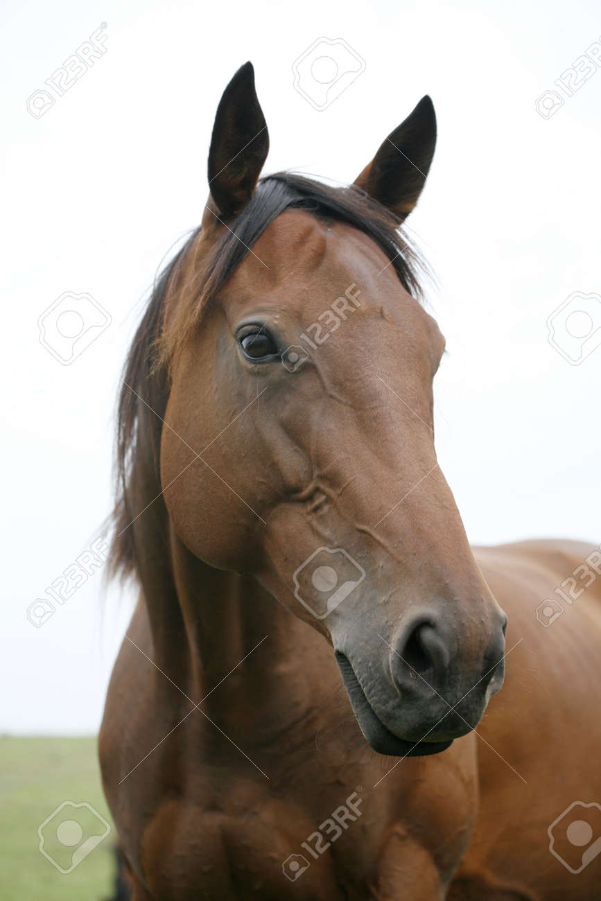 素敵な茶色の馬の肖像画。競走馬分野で若者のクローズ アップの写真