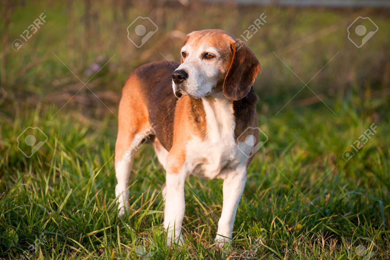 pedigree for beagle