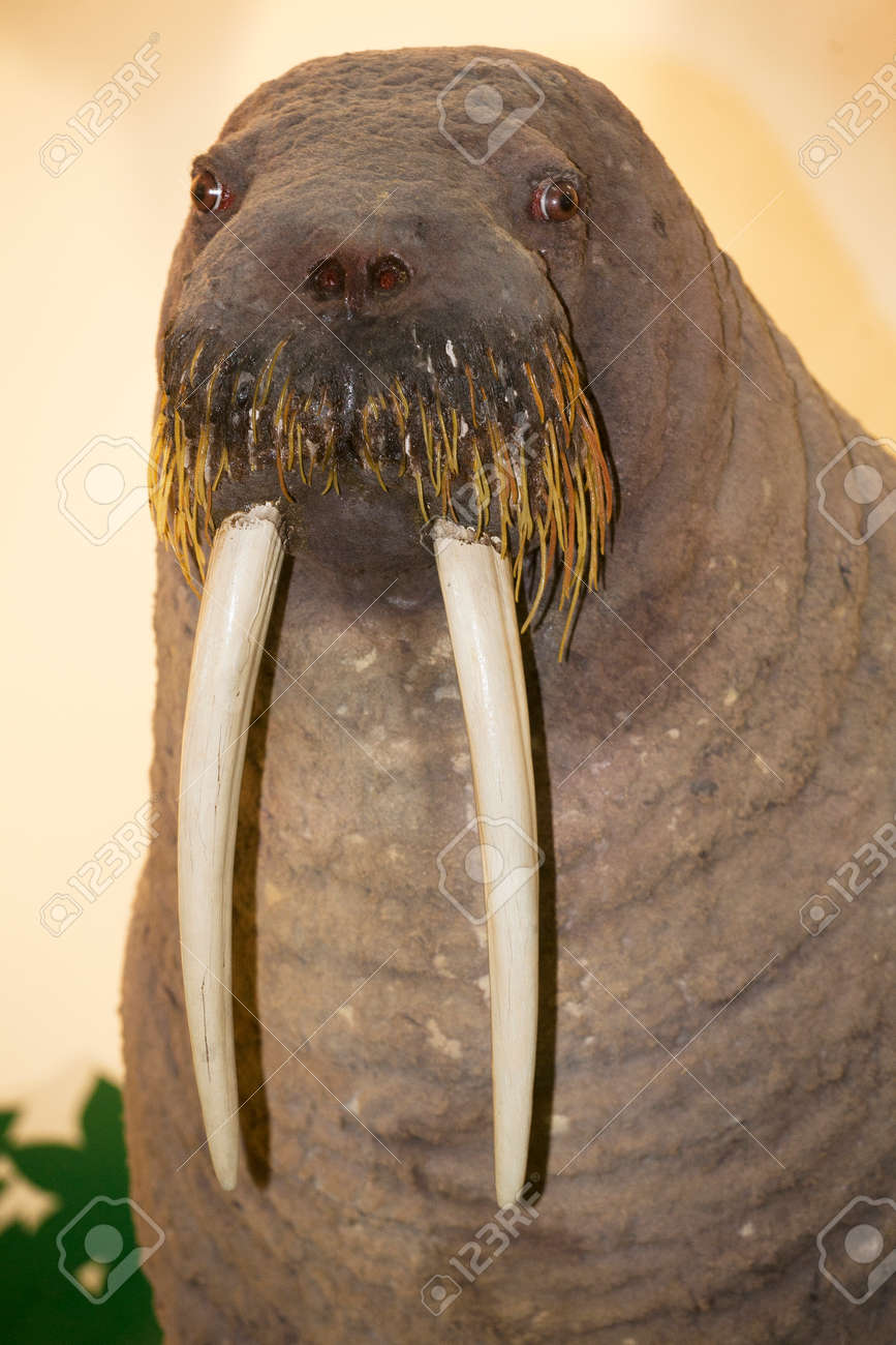 stuffed walrus