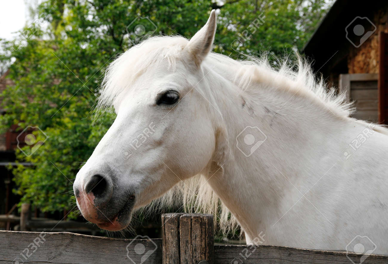 白いポニー馬のクローズ アップ ポニー牧場のドアを見ています の写真素材 画像素材 Image