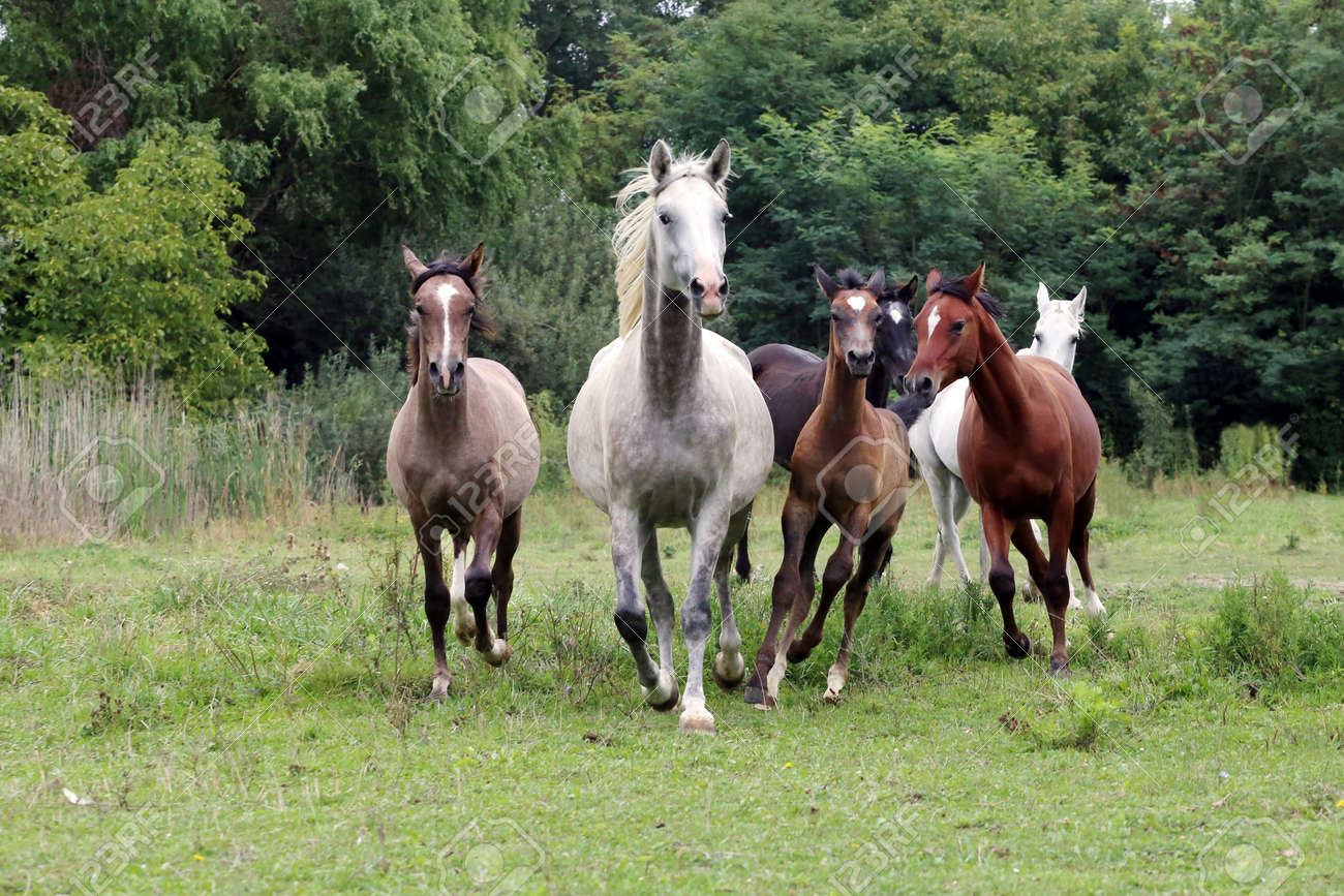 草原夏走る馬の群れ の写真素材 画像素材 Image