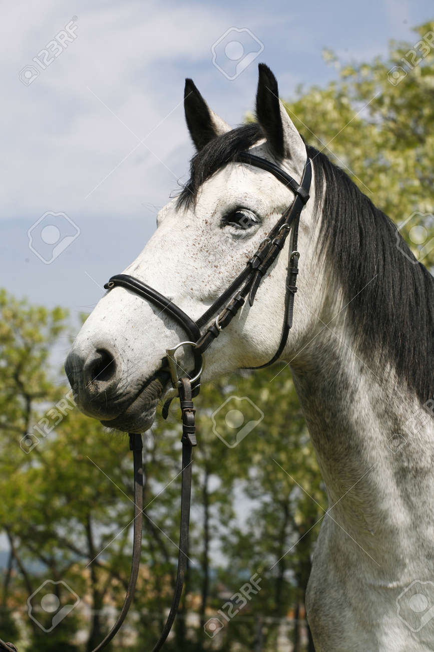 Head Shot Of A Thoroughbred Dapple Gray Horse Farmland Stock Photo, Picture  and Royalty Free Image. Image 46634526., image size:867x1300