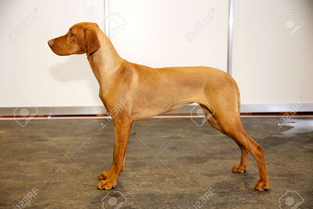 vizsla pointer dog