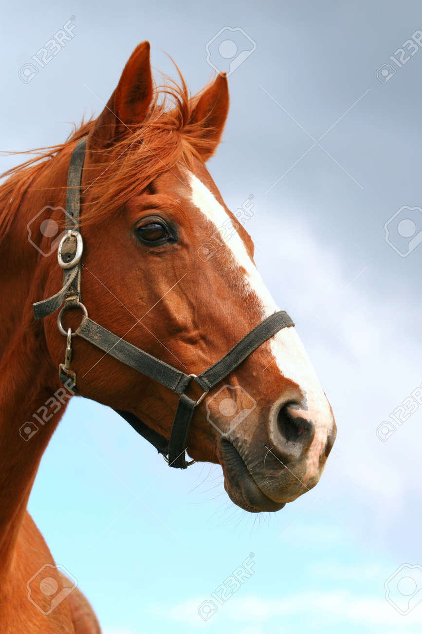 Watch - Horse Arabian head pictures video Looks - Horse Arabian head pictures video
