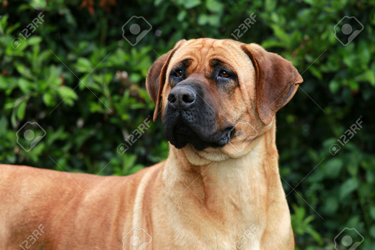 mastiff head
