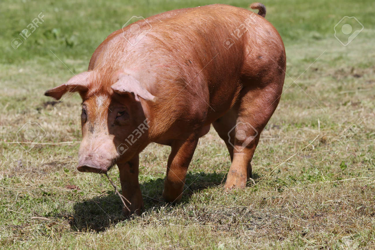 若い豚農場の近くの正面写真 の写真素材 画像素材 Image