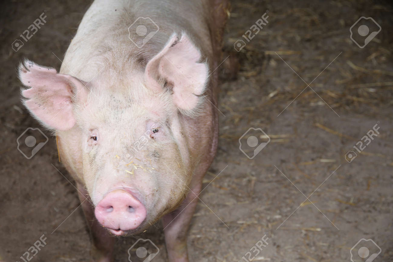 屋内の動物農場で若い大きな家畜豚のクローズアップ 納屋で強大な豚の種をまく水平正面視界ヘッドショットクローズアップ の写真素材 画像素材 Image