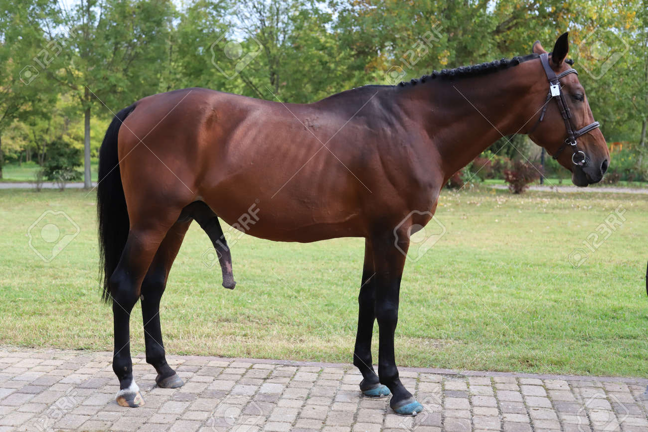 Horse with big penis