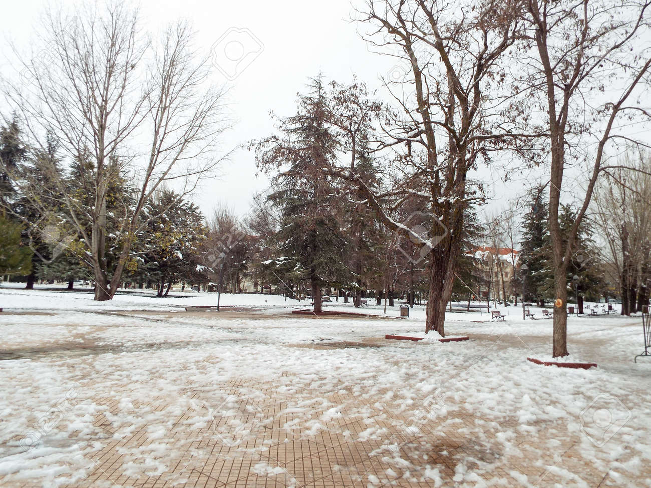 Snow Cover Garden Ifrane Morocco Stock Photo Picture And Royalty Free Image Image