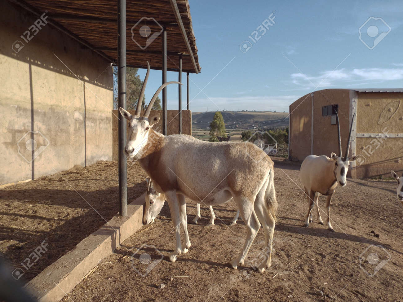 動物園でアダックス の写真素材 画像素材 Image