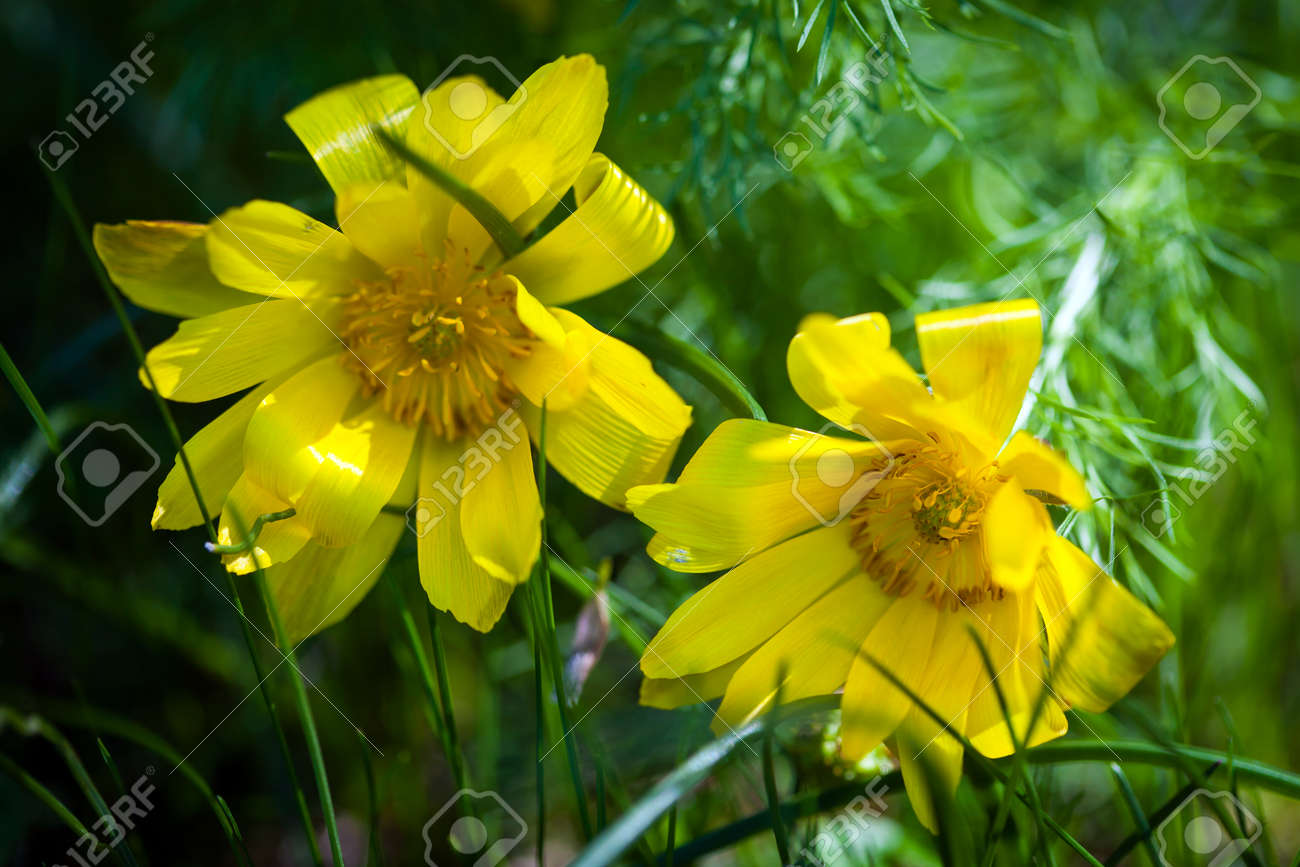 美しい春黄色の花キジ目 アドニス Vernalis の写真素材 画像素材 Image