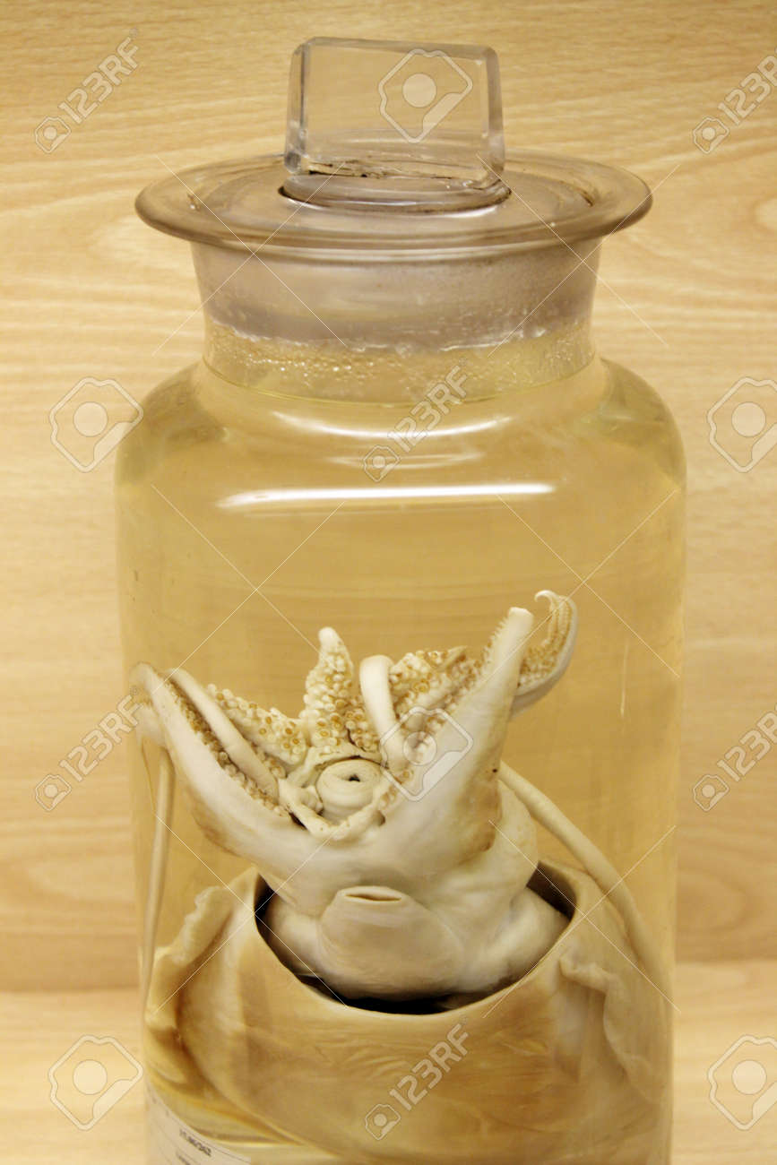 Animals In Formaldehyde Jars Stock Photo, Picture And Royalty Free Image. Image 33414581. Animals In Formaldehyde Jars Stock Photo, Picture And Royalty Free Image. Image 33414581.
