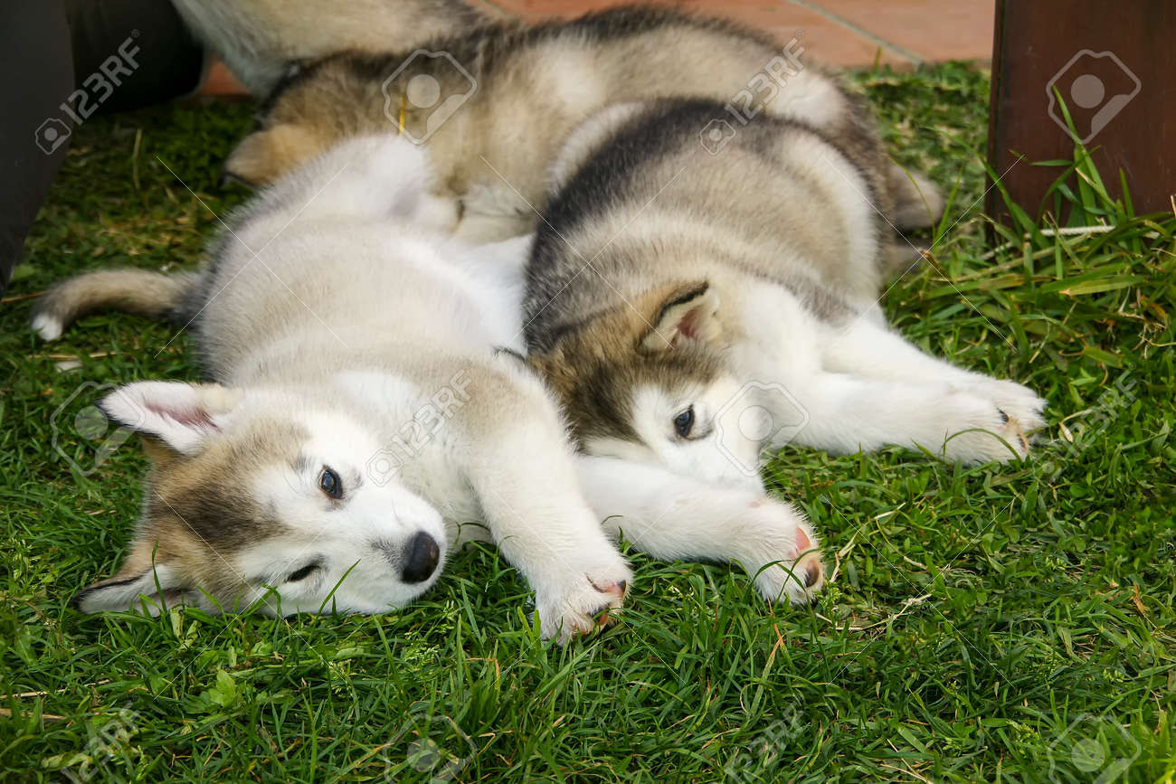 wolf malamute puppies