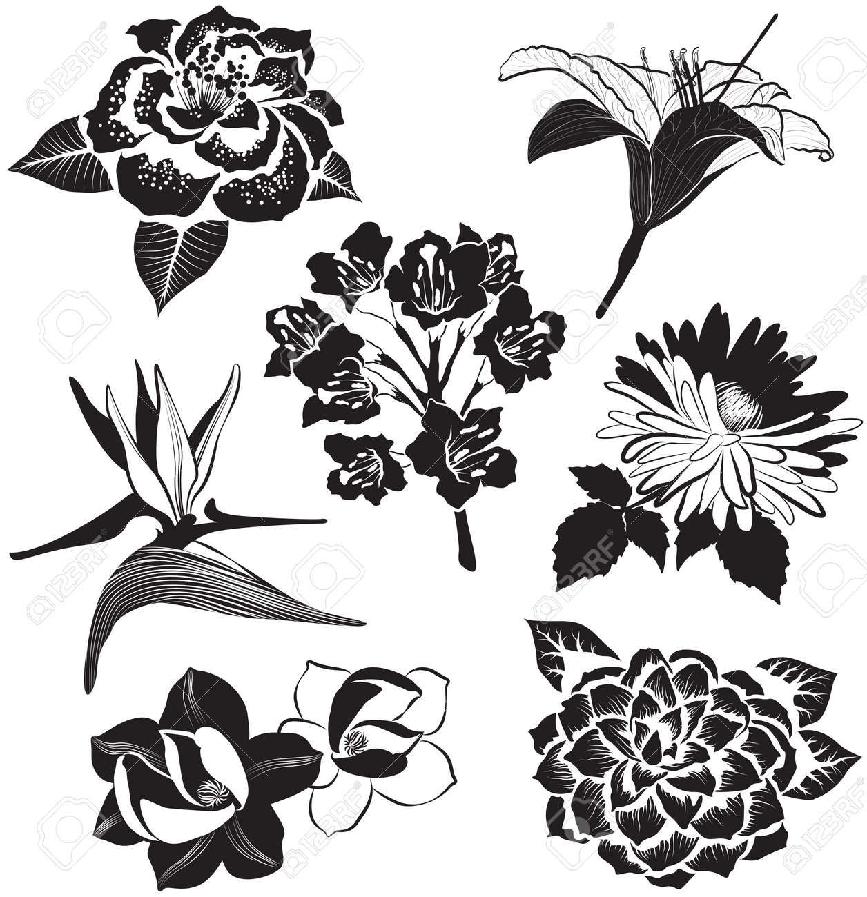 ベクターの花スケッチ スタイル アスター マグノリア 極楽鳥花 ユリ 椿 のイラスト素材 ベクタ Image