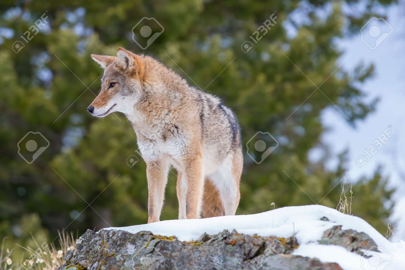 HD wallpaper: brown wolf howling, coyote, snow, yellowstone, wildlife,  canid | WallpaperFlare, image size:1300x867