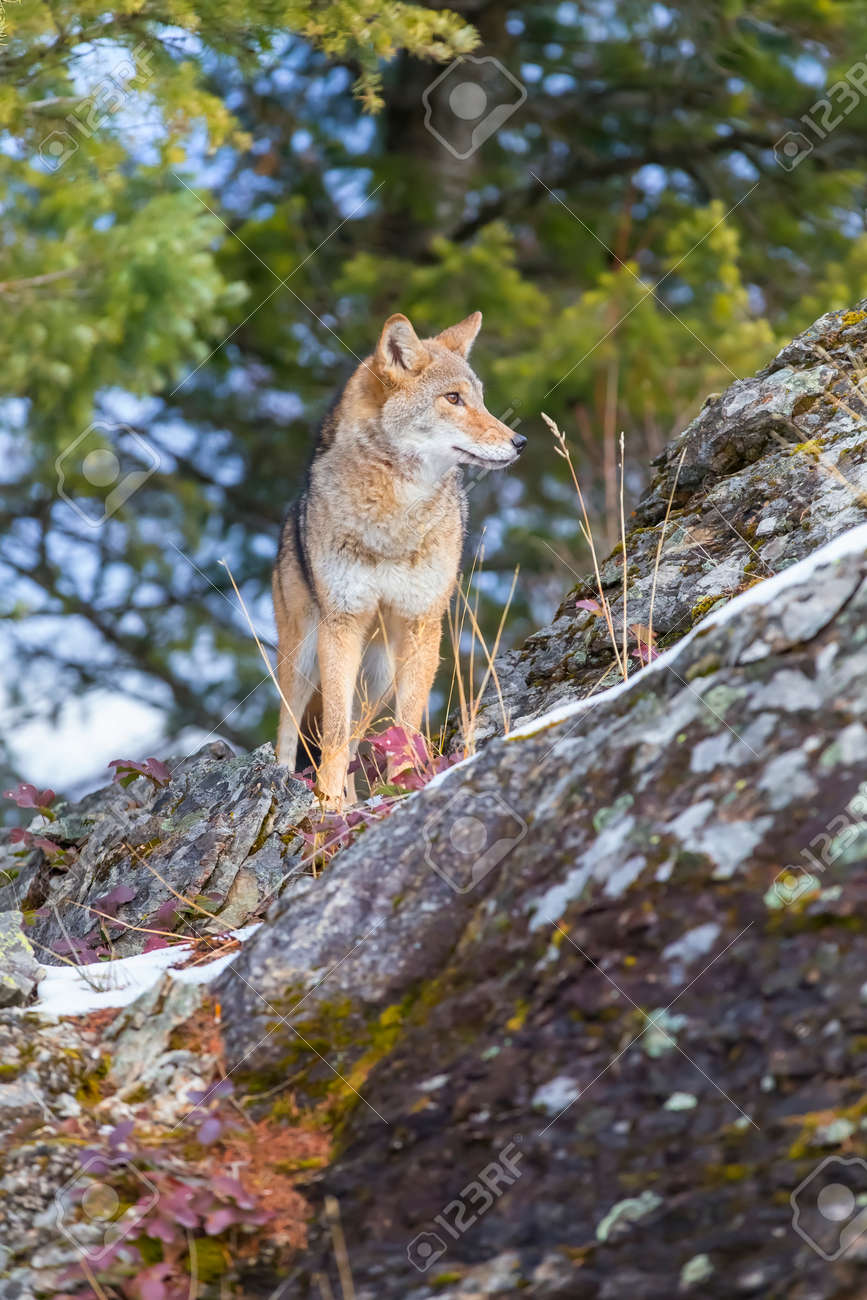 Wild Dogs - Howling for a Future - Susquehannock Wildlife Society, image size:867x1300