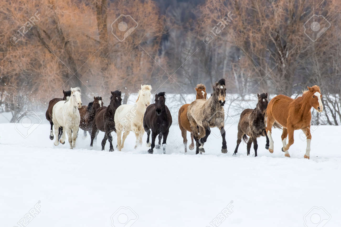 A herd of horses running through the snow in the mountains - 73527168 A herd of horses running through the snow in the mountains - 73527168
