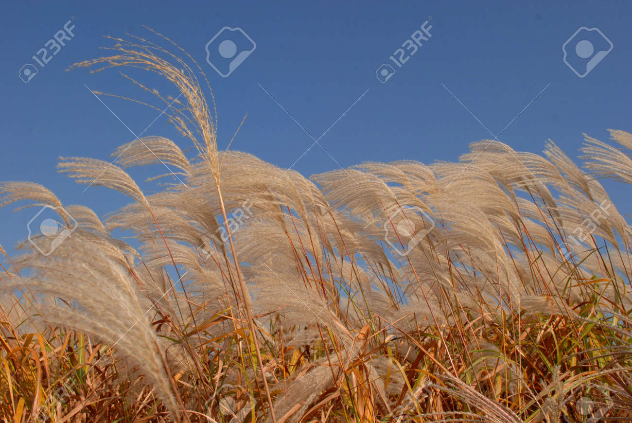 Silver Grass Of Korea Stock Photo Picture And Royalty Free Image Image