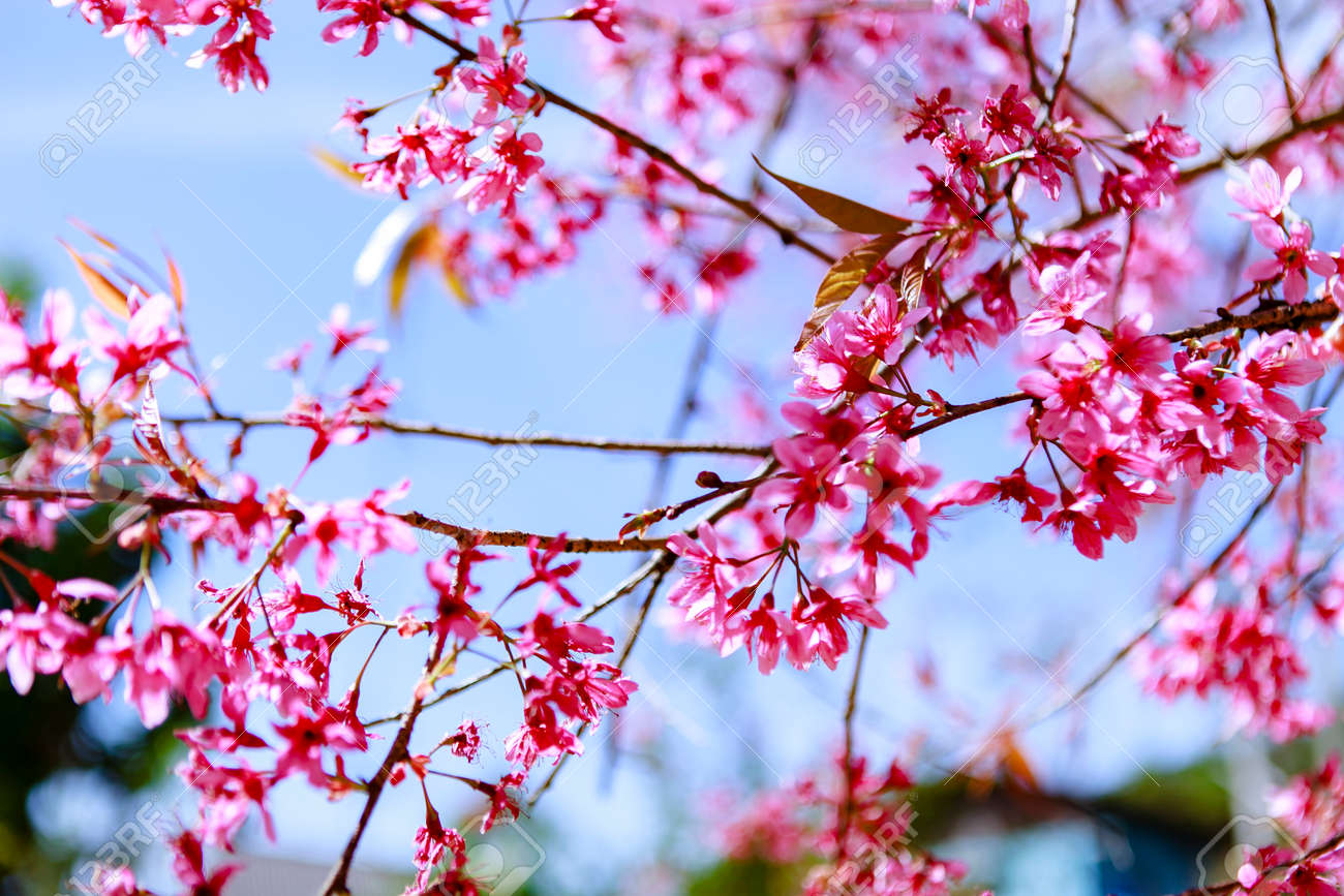 sakura bloom discount