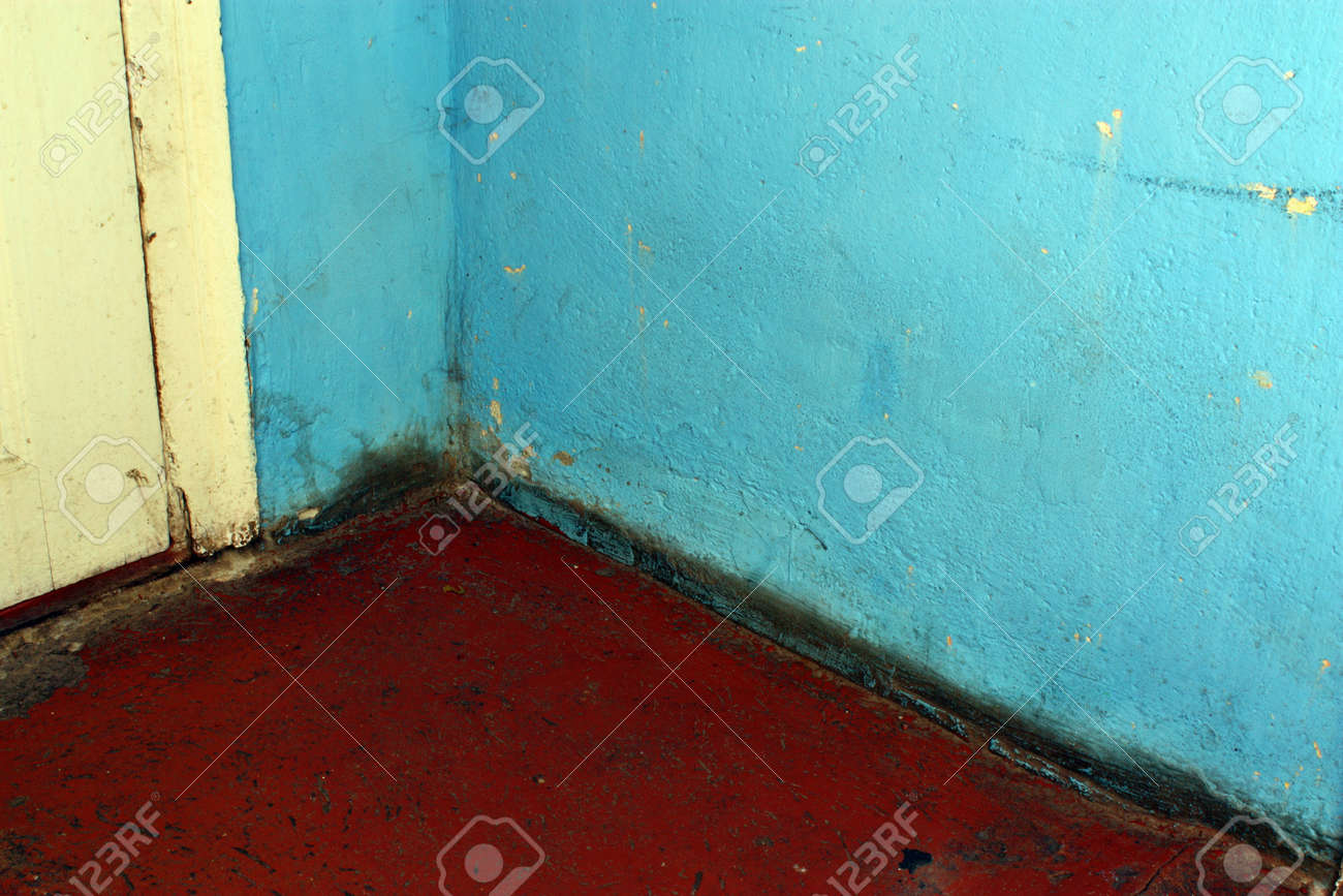 Peligroso Hongo Del Molde En La Pared En Una Habitacion Cerca De