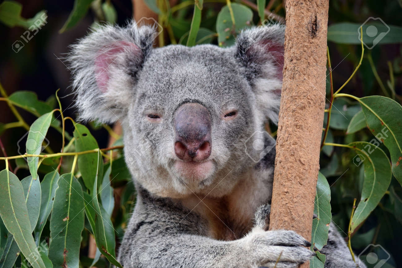 Cute Koala Looking On A Tree Branch Eucalyptus In Australia Stock