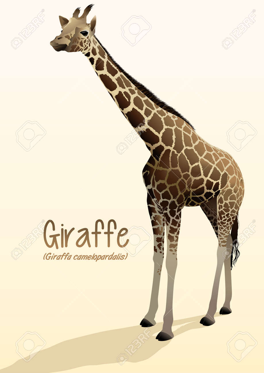 影でリアルなキリンの図が立っていた のイラスト素材 ベクタ Image