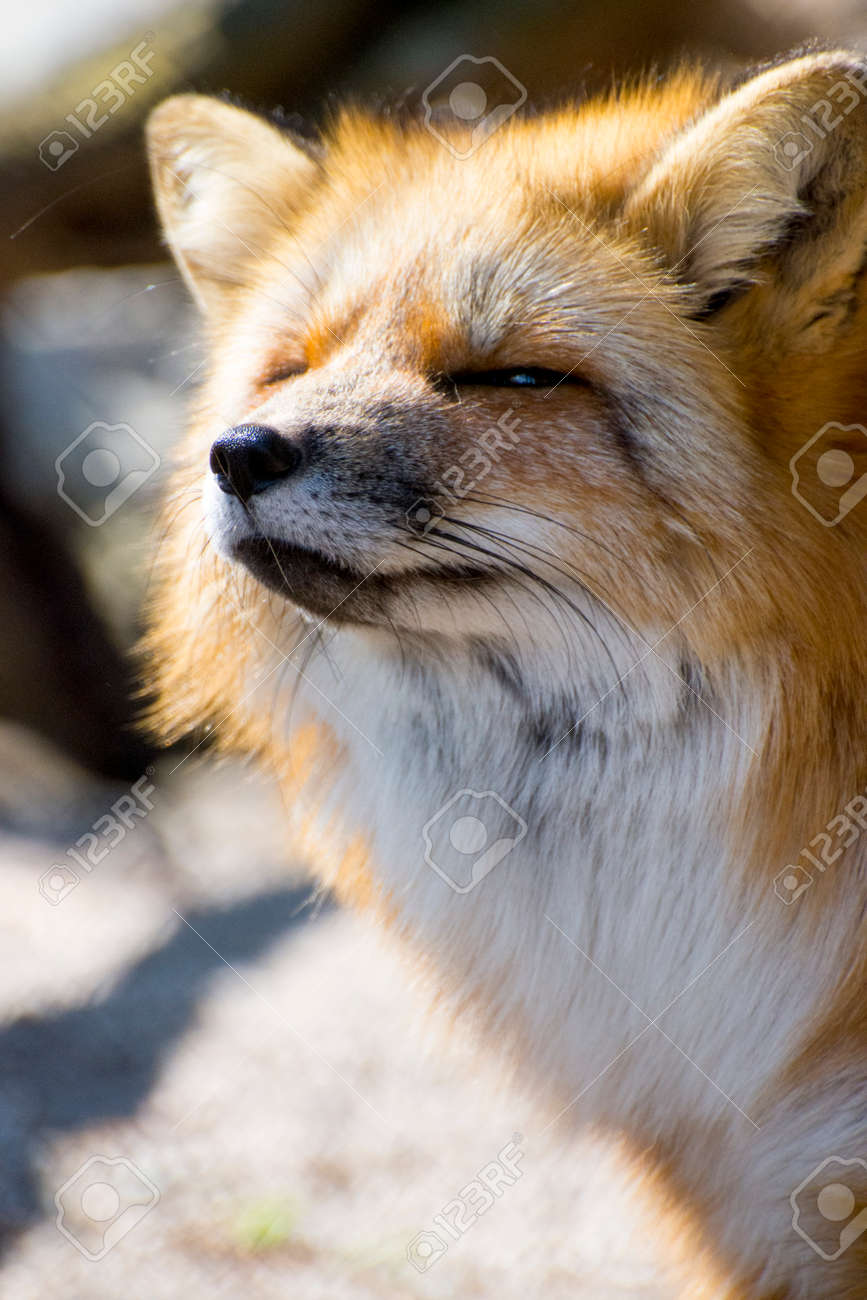 etiam-dictum-ipsum-a-felis