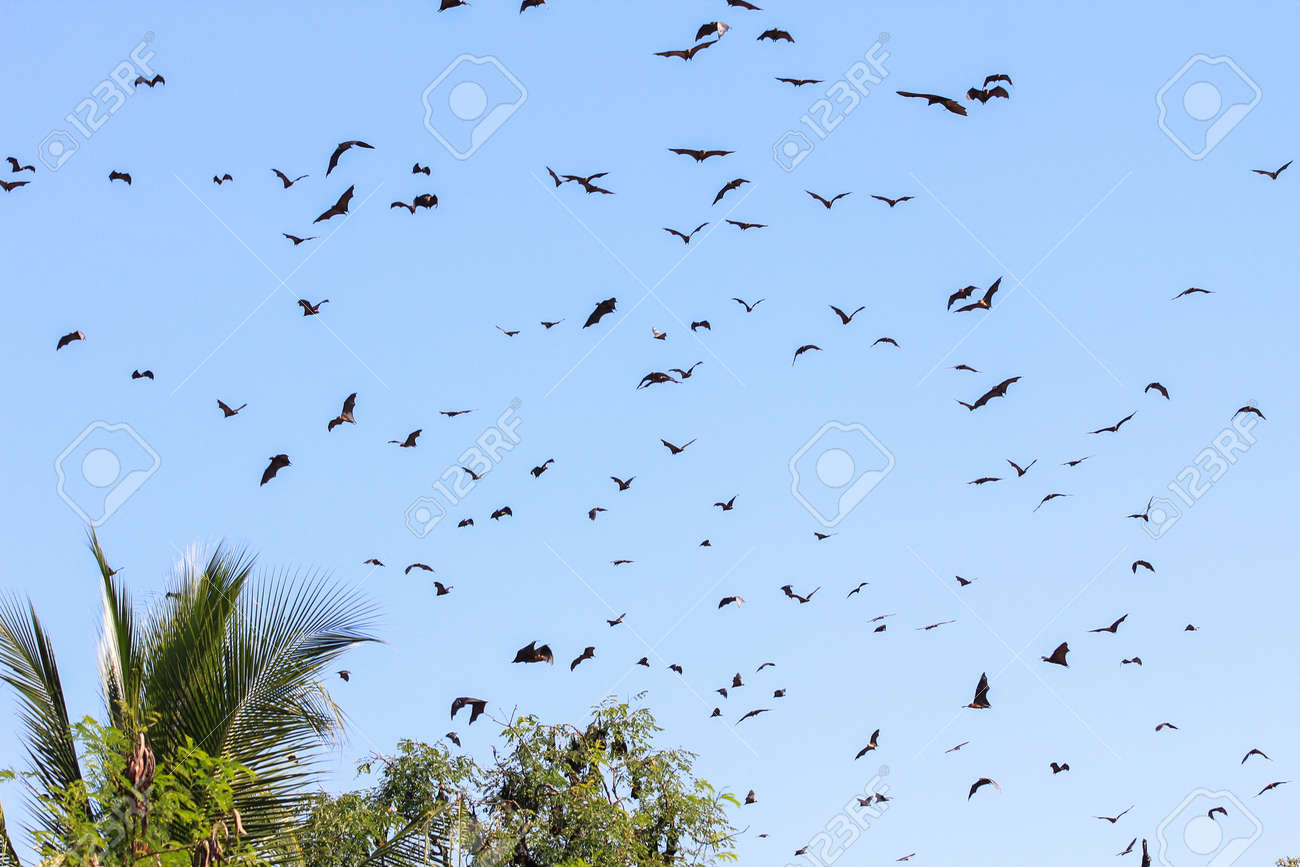 日中は スリランカのコウモリの群れ の写真素材 画像素材 Image