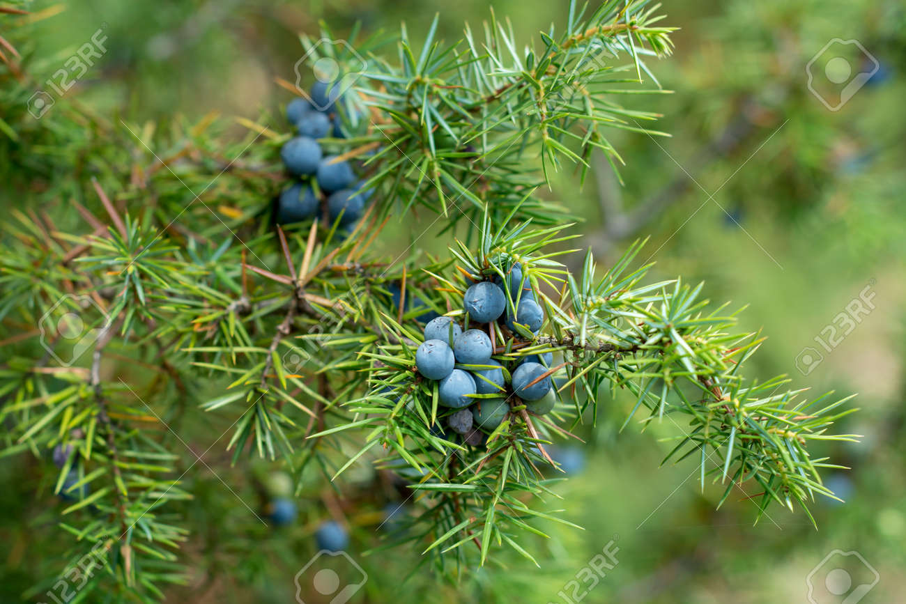 common juniper common juniper