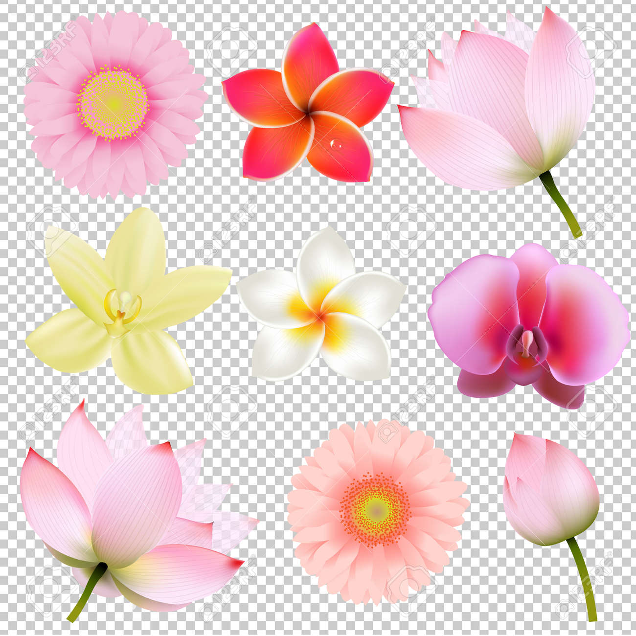 Coleccion De Flores En Malla Transparente Degradado De Fondo Ilustracion Vectorial Ilustraciones Vectoriales Clip Art Vectorizado Libre De Derechos Image