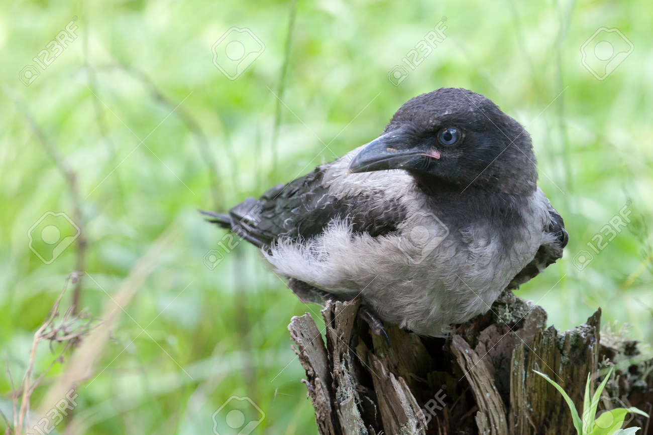 The Baby Bird Of A Crow Sitting On A Stub On A Green Background Of Agrass Stock Photo Picture And Royalty Free Image Image