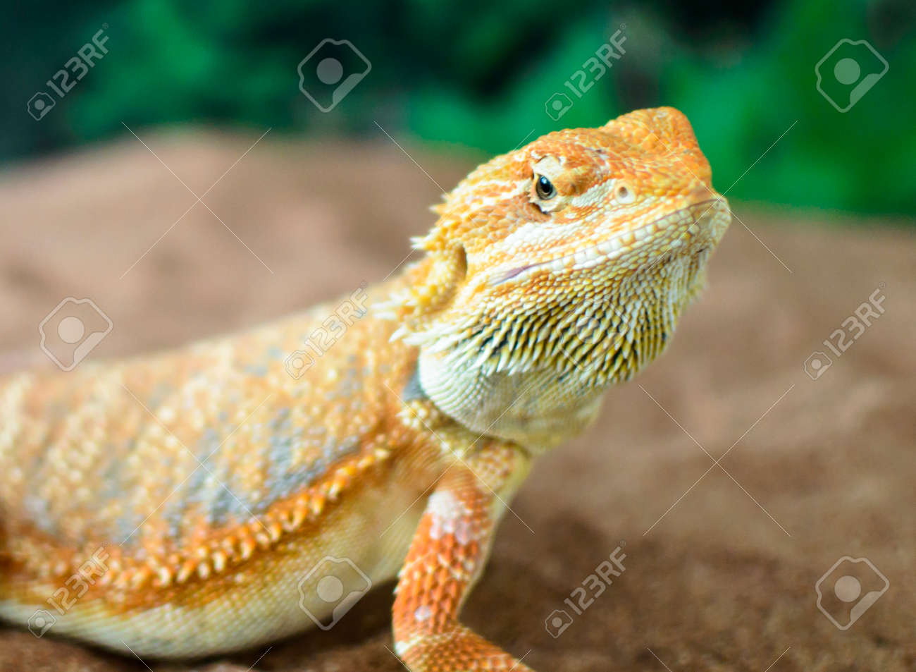 etiam-dictum-ipsum-a-felis