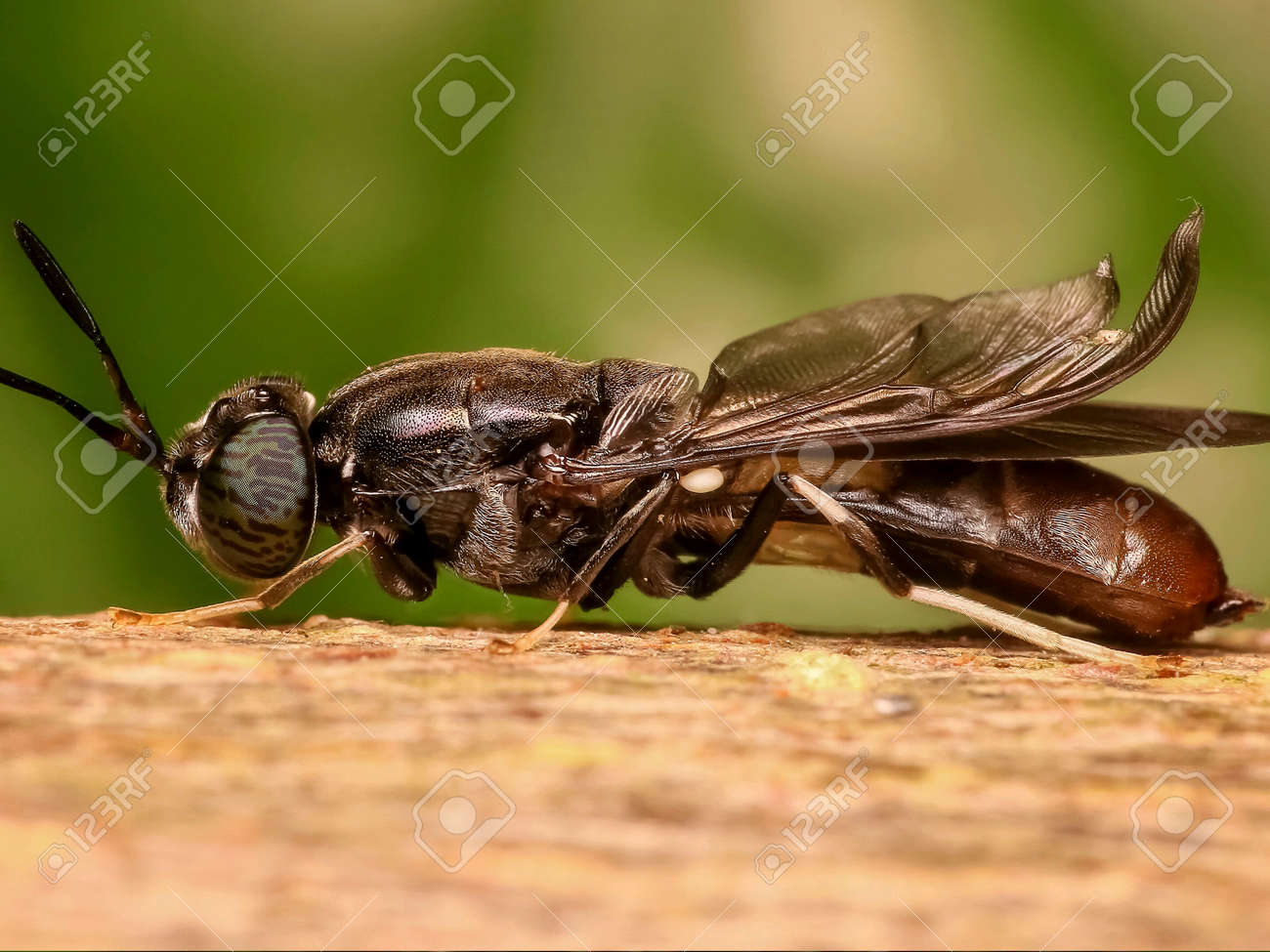 etiam-dictum-ipsum-a-felis