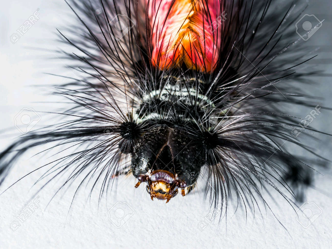 etiam-dictum-ipsum-a-felis