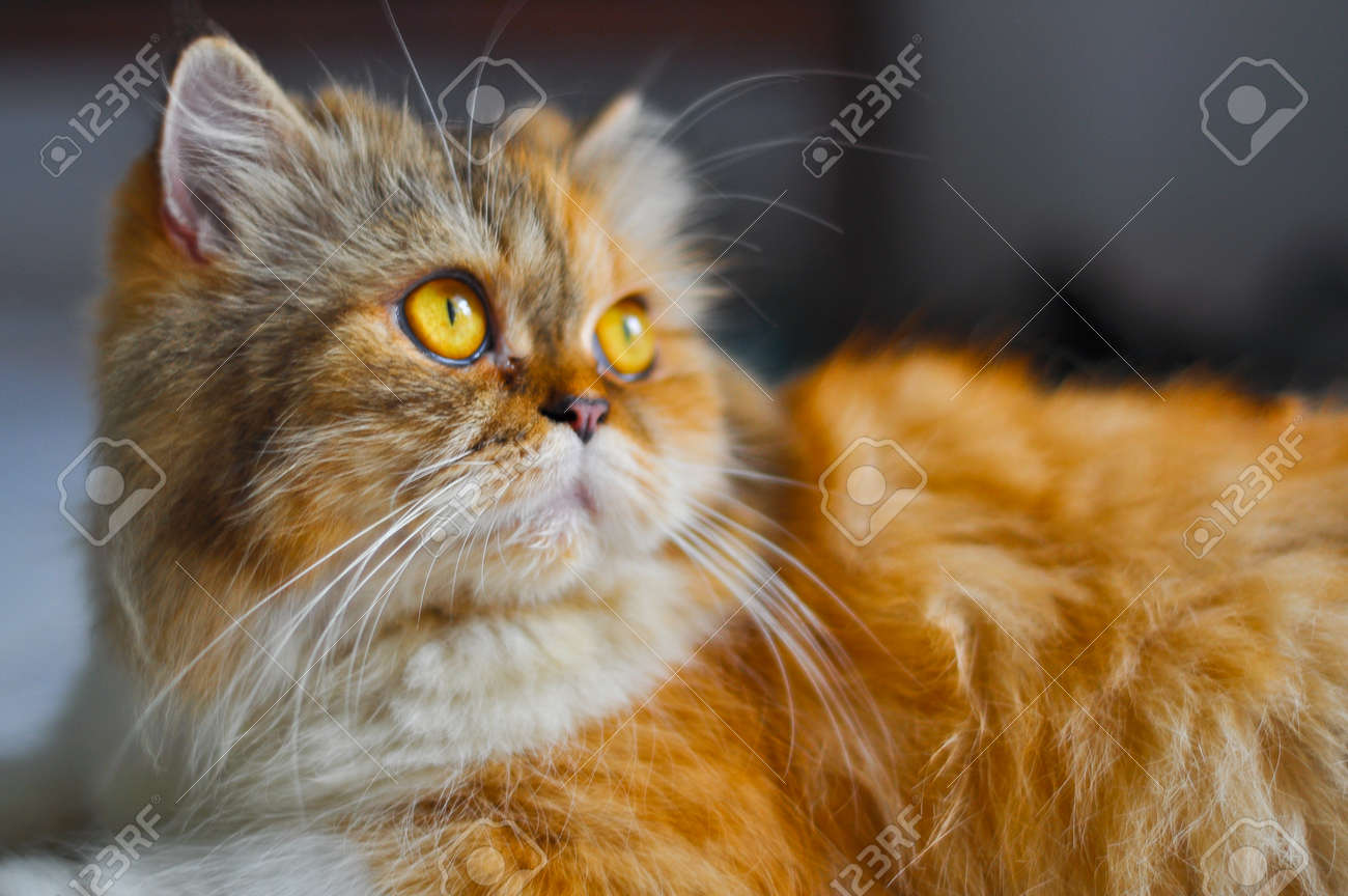 etiam-dictum-ipsum-a-felis