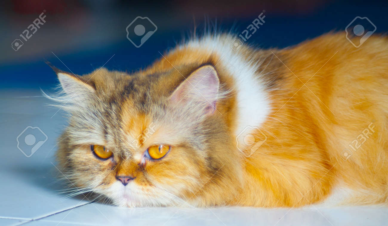 etiam-dictum-ipsum-a-felis