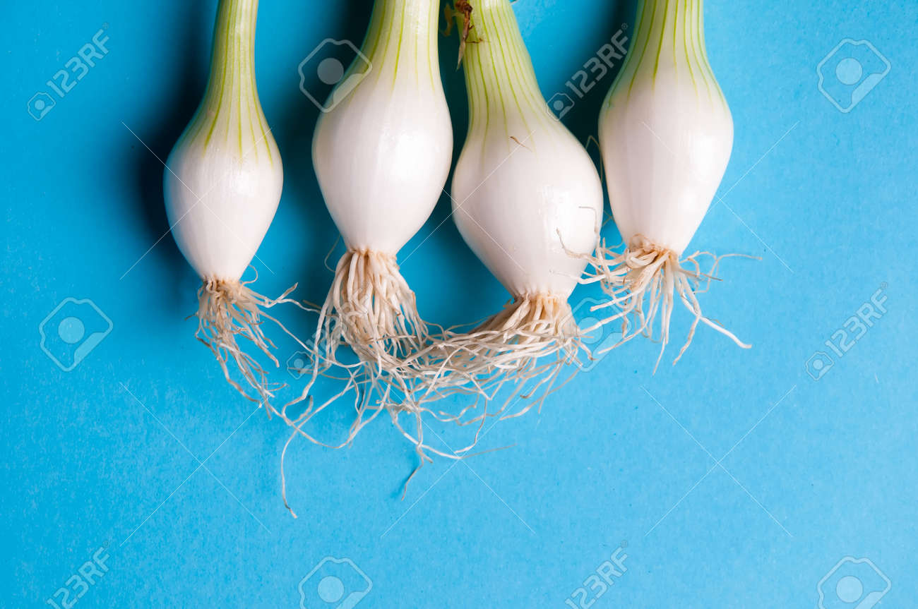 茎 玉ねぎ