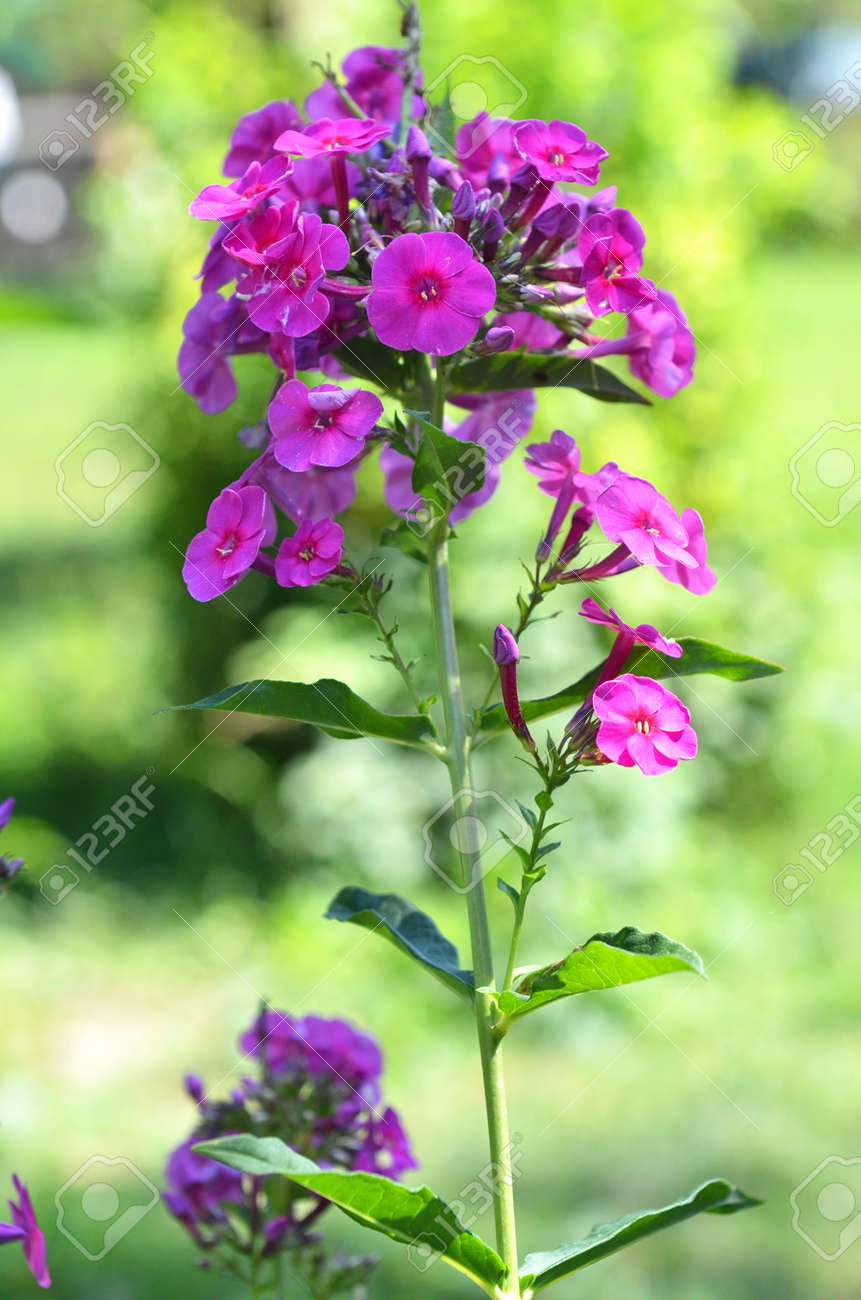 Summer garden flowers . Blooming Pink phlox flowers. Perennial..
