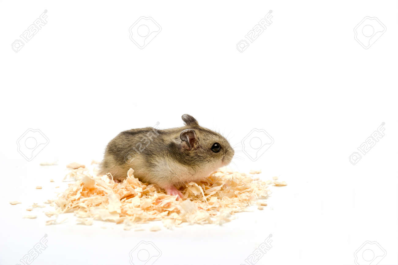 hamster wood chips