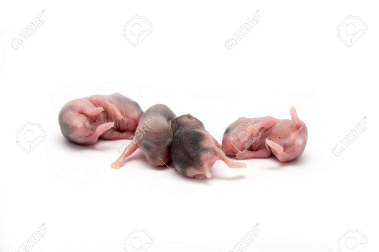 ハムスター赤ちゃん新生児の孤立した白い背景 の写真素材 画像素材 Image ハムスター赤ちゃん新生児の孤立した白い背景 の写真素材 画像素材 Image