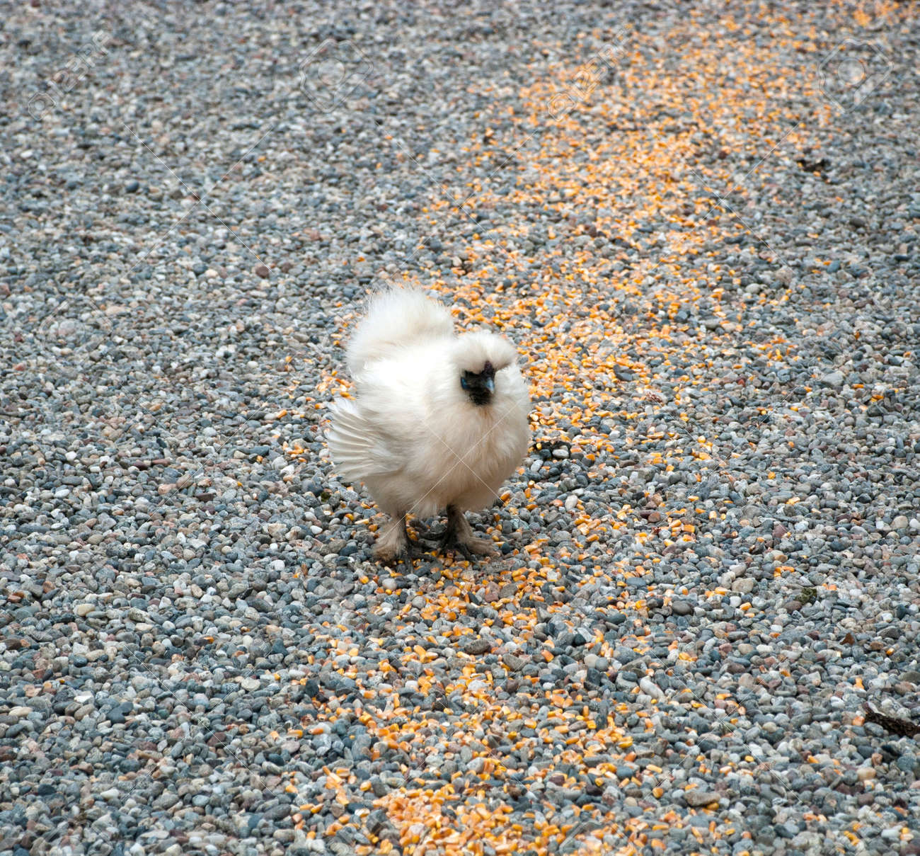 etiam-dictum-ipsum-a-felis