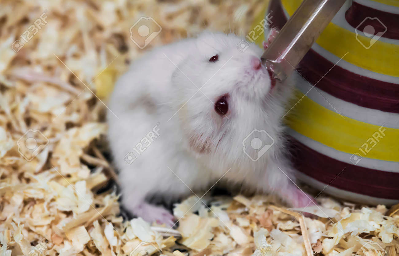 hamster drink water