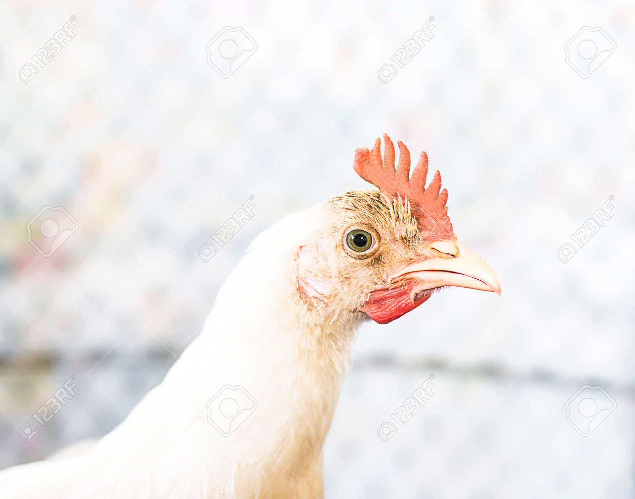 etiam-dictum-ipsum-a-felis