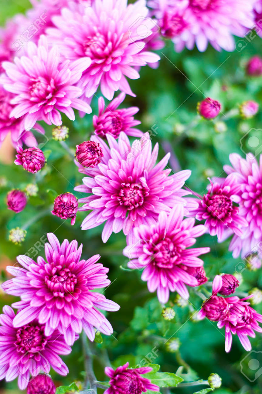 カラフルな秋菊の背景 ピンクの花のブーケ の写真素材 画像素材 Image