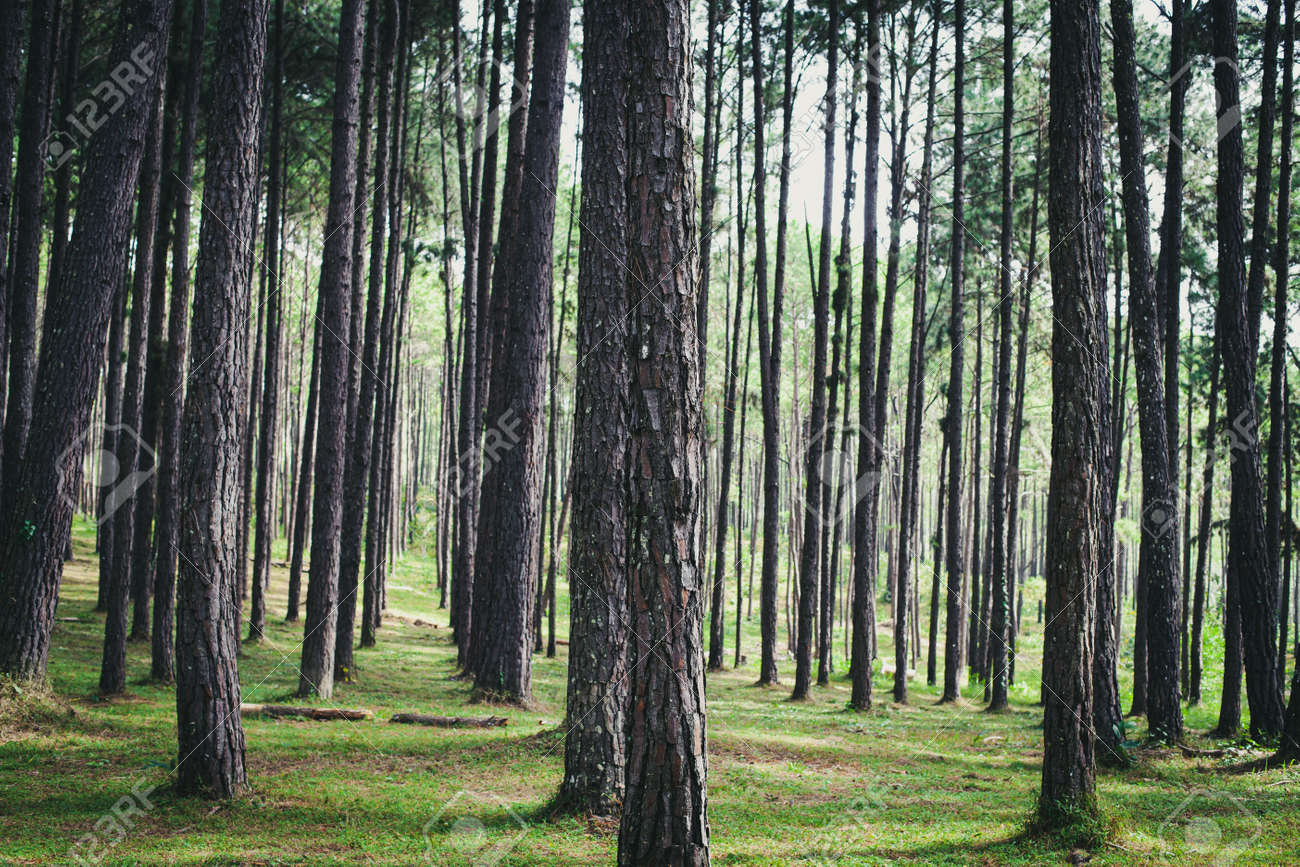 Forest pine trees. Nature green wood in autumn. Vintage color tone. - 169692125 Forest pine trees. Nature green wood in autumn. Vintage color tone. - 169692125