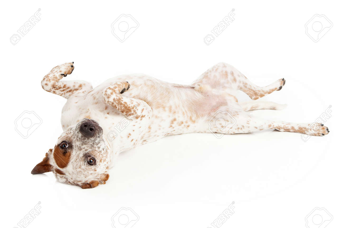 australian shepherd queensland heeler mix pictures a queensland heeler catahoula leopard mixed breed dog laying australian shepherd queensland heeler mix pictures a queensland heeler catahoula leopard mixed breed dog laying